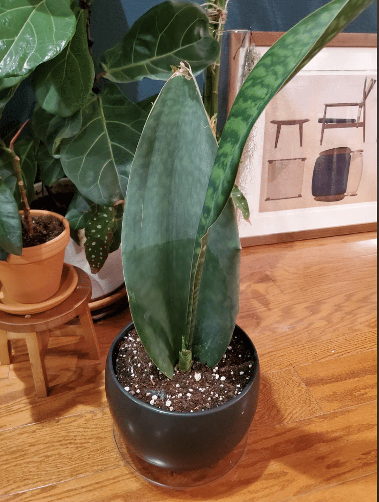 Whale fin snake plant leaves coming out smaller than the one before